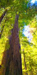 Giant, Tall Redwood Trees w/Sunlight Beams Shining Through & Blue Skies Behind in a National Park and/or California State Park in Northern California