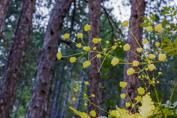 Wild yellow umbel flowers blooming in forest clearing with tall pine tree trunks in blurred background