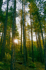 Obraz premium Sunlight shining through tall pine trees in dense forest creating warm golden glow and natural atmosphere