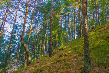 Sunny hillside pine forest with tall trees and green undergrowth illuminated by afternoon light in...