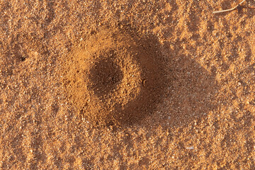 Pitfall in the sand of the larva of an Antlion