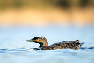 A wild duck swims on the surface during nesting time. A mallard swims on the pond. 