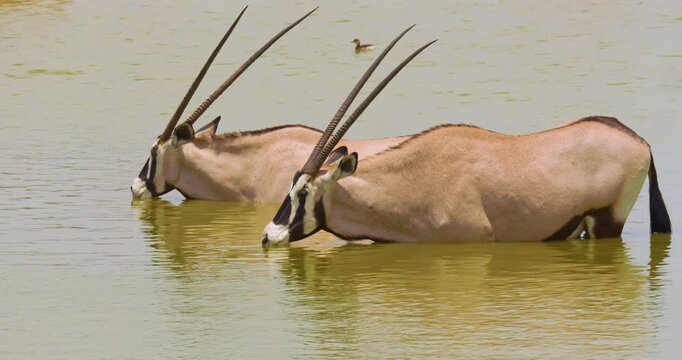 4K video. Two Gemsbok antelopes (Oryx gazella) standing in and drinking from a waterhole, Namibia
