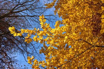 A low-angle view looking up at the vibrant golden leaves of a beech tree in autumn against a...
