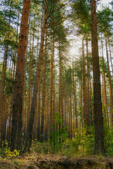 Tall pine forest with sunlight streaming through dense tree trunks on a bright summer morning in the woods