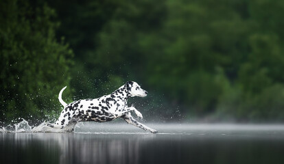 dalmatian in the water