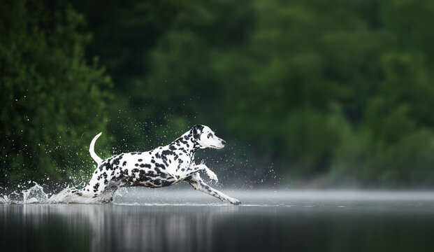 dalmatian in the water