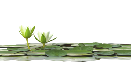 Water Lilies Floating on Pond with Green Lily Pads isolated on a Transparent or white Background