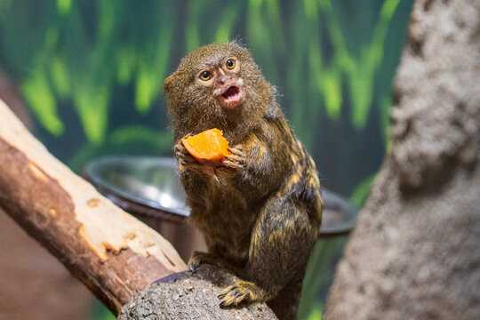 Olomouc, Czech Republic &ndash; March 23, 2025: Animals in the zoo.  Callithrix pygmaea