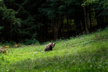 A brown bear in the Carpathian mountains. A bear is searching for food in the forest. A bear in its natural habitat in Romania.