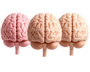 Three Stylized 3D Human Brain Icons with Neon Highlights, Transparent PNG