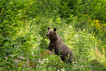A brown bear in the Carpathian mountains. A bear is searching for food in the forest. A bear in its natural habitat in Romania.