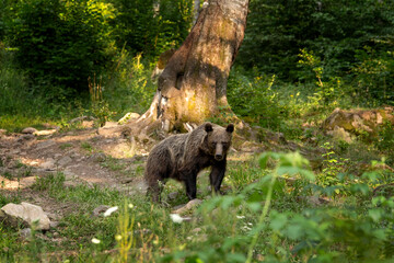 A brown bear in the Carpathian mountains. A bear is searching for food in the forest. A bear in its natural habitat in Romania.