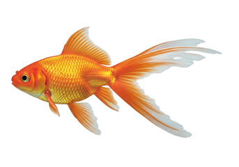 Fototapeta premium A vibrant goldfish with flowing fins swimming gracefully in a clear isolated setting showing detail