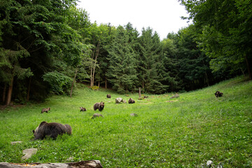 A brown bear in the Carpathian mountains. A bear is searching for food in the forest. A bear in its natural habitat in Romania.
