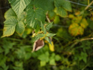 Close up of top of a stinging nettle leafs