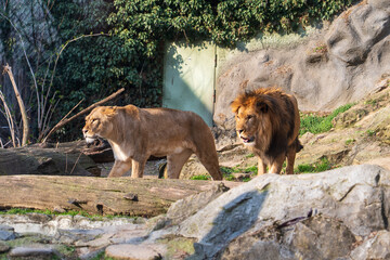 Obraz premium Olomouc, Czech Republic – March 23, 2025: Animals in the zoo. Barbary lion.