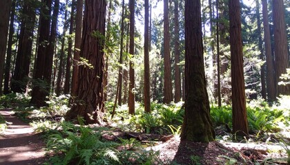 Obraz premium Enchanting forest scene with towering trees and lush green foliage