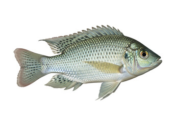 Fototapeta premium Isolated image of a silver fish with scales and fins on a black background in a side view shot