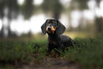  puppy in the grass