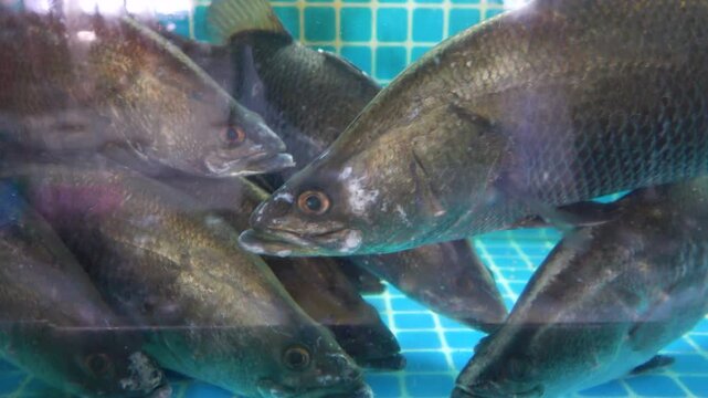 Live reef bass behind the glass window of the seafood store, live fishing. Malaysia