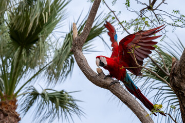 Vibrant ara parrot with majestic wingspan perched on a tree branch surrounded by tropical foliage showcasing its colorful feathers in a serene natural habitat, Terra Natura zoo, Benidorm