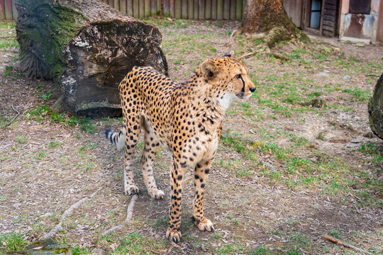 Olomouc, Czech Republic – March 23, 2025: Animals in the zoo. Cheetah (Acinonyx jubatus). - Powered by Adobe