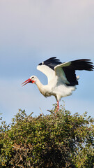 white stork, Ciconia ciconia, at the departure from the tree nest 324
