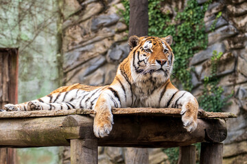 Olomouc, Czech Republic – March 23, 2025: Animals at the zoo. A tiger rests in the fresh air in an enclosure