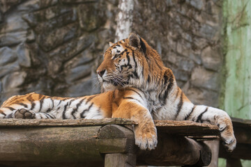 Olomouc, Czech Republic – March 23, 2025: Animals at the zoo. A tiger rests in the fresh air in an enclosure