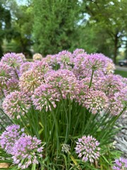 Close-Up of Purple Chives Flowers with Trees in Background