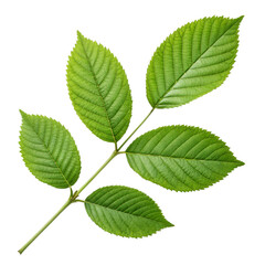 Fototapeta premium Green leaf cluster botanical detail