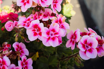 pink and white flowers outside