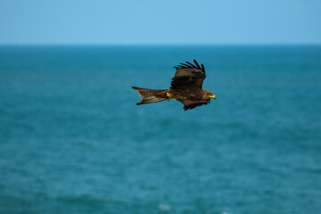A black kite in flight