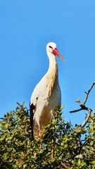 white stork, Ciconia ciconia, resting on tree nest, close 331