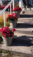 Flower in pots at the park with different colors on stairs