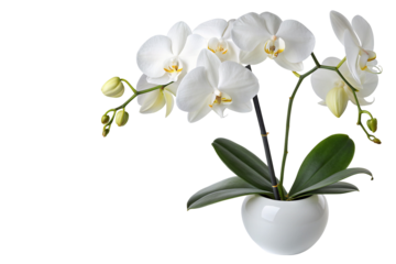 Elegant white orchid flowers in ceramic vase on black background for home and office decor ideas