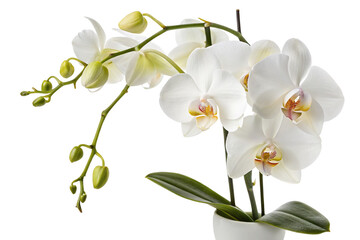 Obraz premium Elegant white orchid flowers in full bloom with green leaves on black background for decor ideas