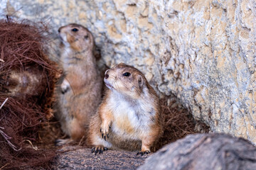 Curious Mexican prairie dogs emerge from their burrow, showcasing alert behavior in a natural wildlife ecosystem, highlighting their role in the environment