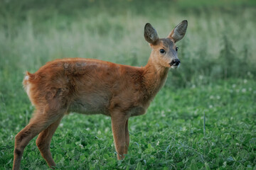 On a summer evening, a close-up of a young, cute male Roe Deer (Capreolus capreolus) standing in lush clover grass and looking toward the camera lens.
