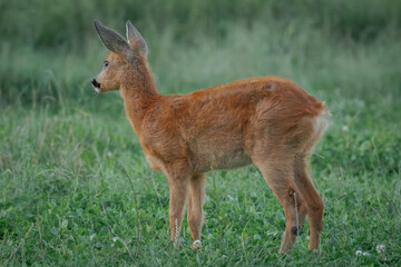 A young male roe deer stands perpendicular to the camera lens on a green clover against lush grass on a cloudy summer day.