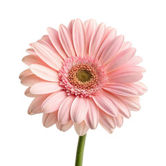 Pink gerbera daisy isolated on transparent background