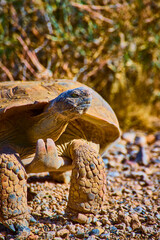 Desert Tortoise Walking on Rocky Terrain in Sunlit Nevada Wildlife Habitat