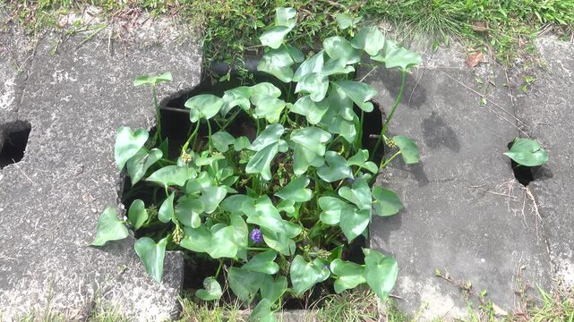 The storm sewer system is outdated and collapsing. The marsh plants have grown. South Asia