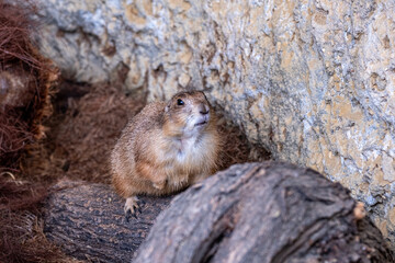 Curious Mexican prairie dog peeking from burrow, surrounded by earthy textures and natural habitat, showcasing alertness in wildlife ecosystem, Terra Natura, zoo, Benidorm