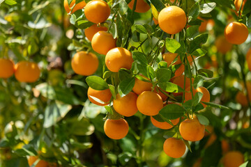 Orange fruits hanging from lush green tree branches, showcasing vibrant colors and healthy organic...