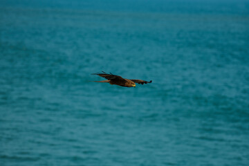 eagle in flight