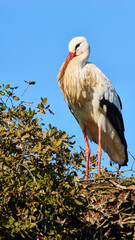 white stork, Ciconia ciconia, resting on tree nest, close 333

