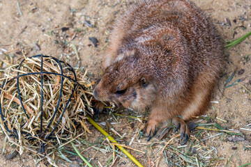 Curious Mexican prairie dog exploring its burrow, surrounded by natural habitat, showcasing alert behavior and interaction with the ecosystem, emphasizing wildlife dynamics and rodent characteristics