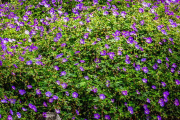 puple flowers in the garden